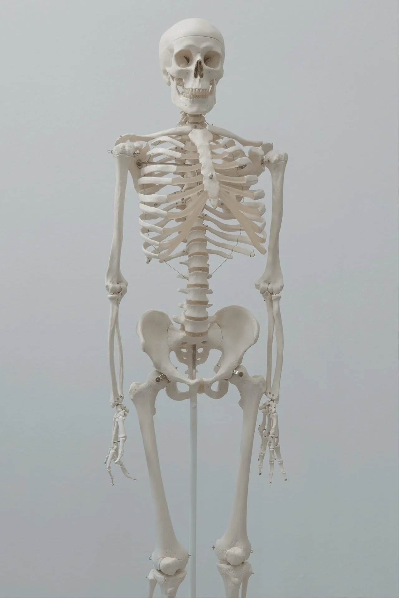 Full human skeleton anatomical model for chiropractic education at Crest Hill Clinic near Joliet, IL
