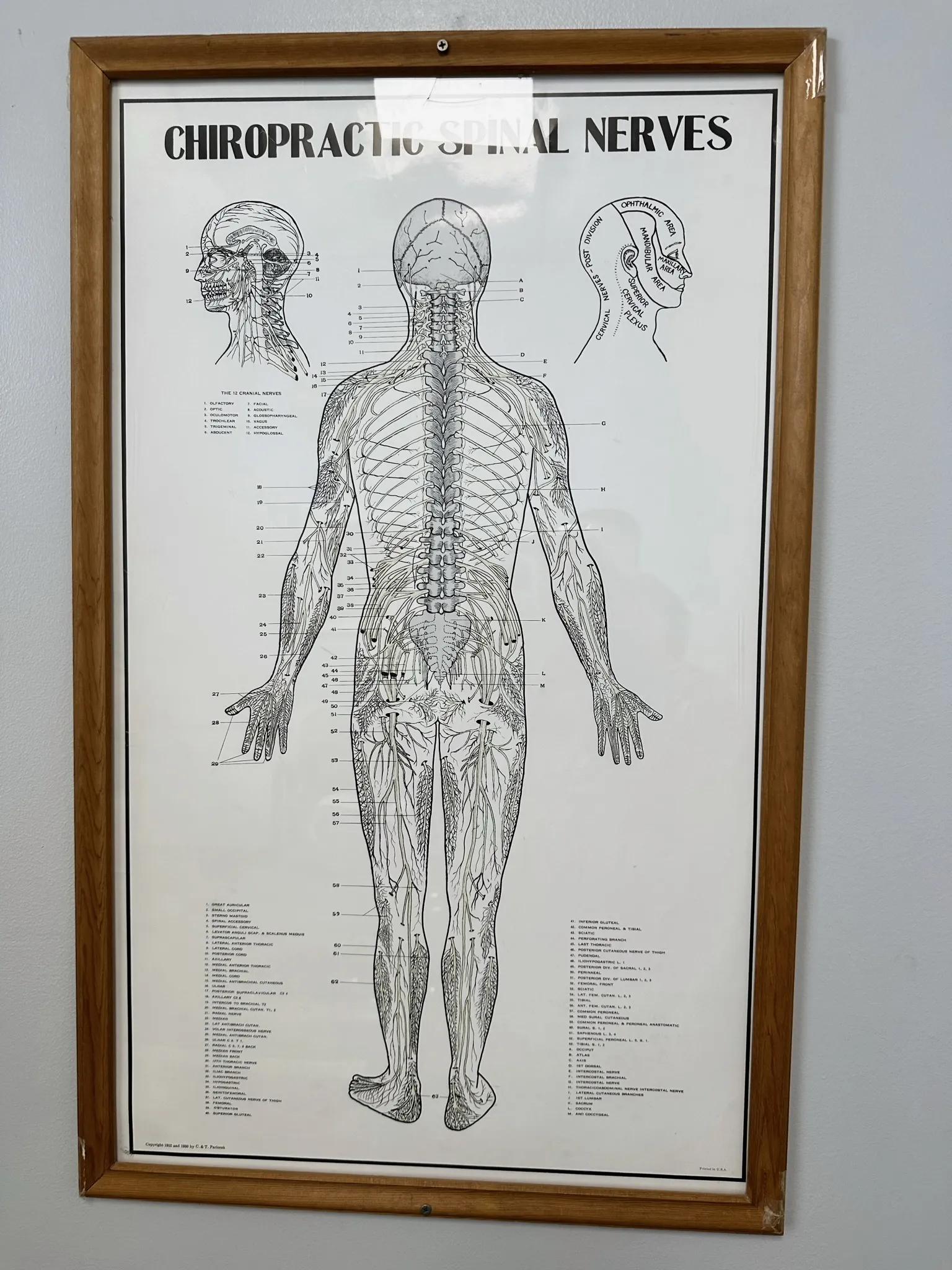 Chiropractic spinal nerves educational chart displayed at Crest Hill Clinic near Joliet, IL