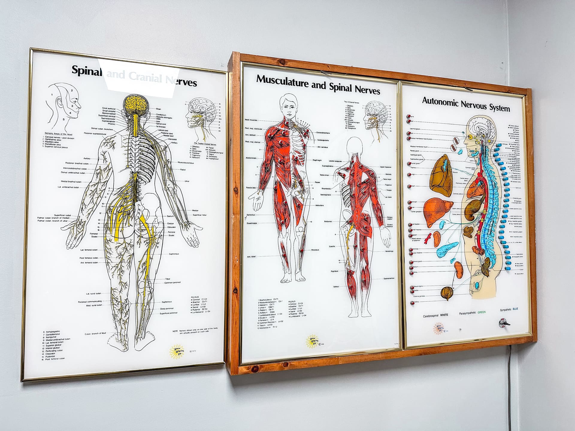 Educational anatomy displays at Crest Hill Clinic near Joliet