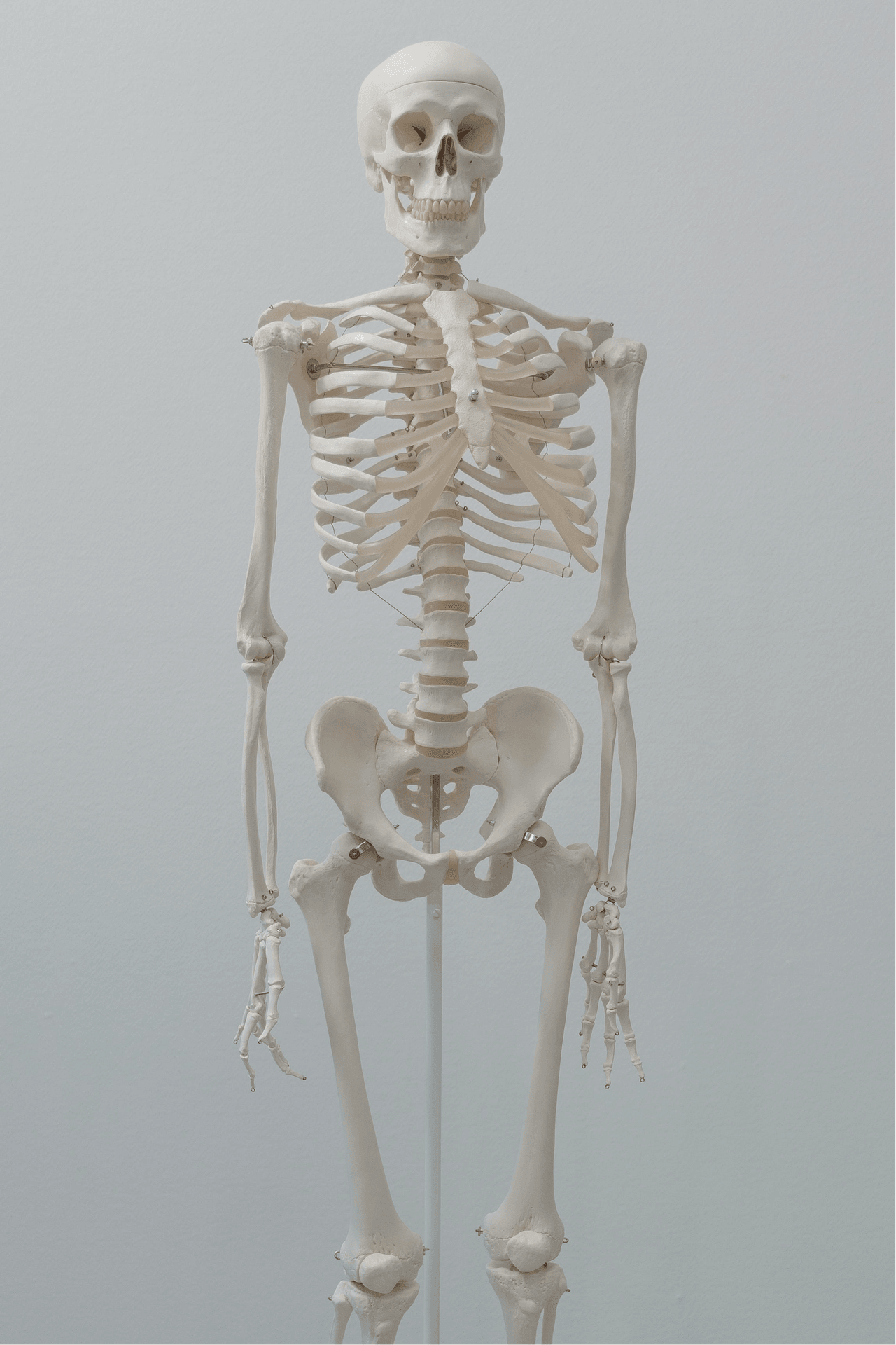 Anatomy of the human spine and skeleton